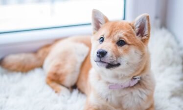 Cute Shiba Inu puppy resting on a soft white rug in a cozy indoor setting.