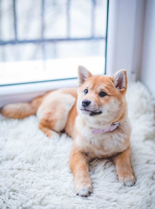 Cute Shiba Inu puppy resting on a soft white rug in a cozy indoor setting.
